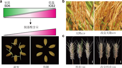 我國科學家找到調控水稻、小麥穗發芽的“開關”