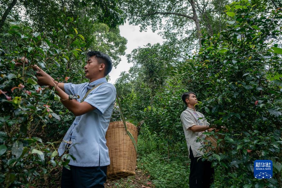 （社會）（3）“普洱景邁山古茶林文化景觀”成功申遺