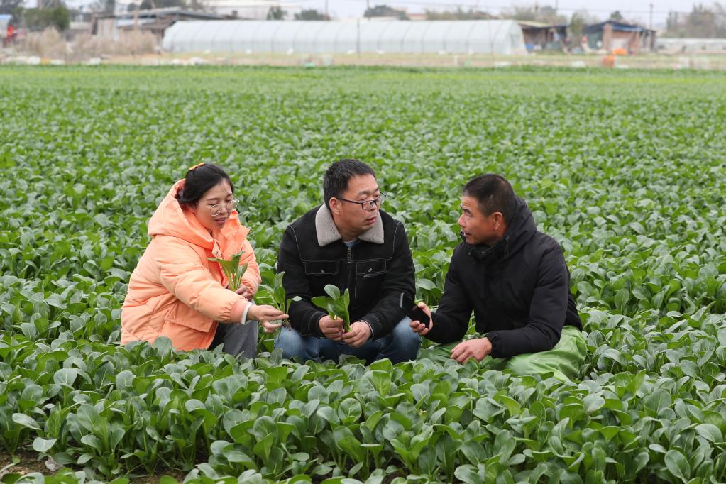 菜園子里的“科特派”：選育“金種子” 守護“菜籃子”