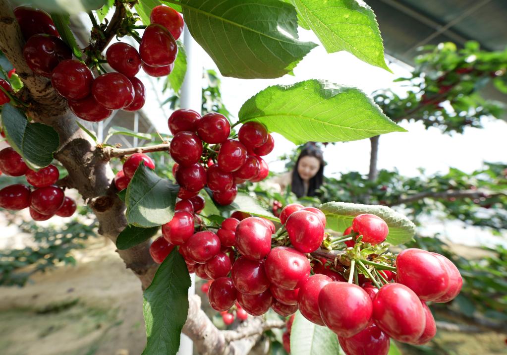 河北秦皇島：發(fā)展家庭農(nóng)場(chǎng) 助力鄉(xiāng)村振興