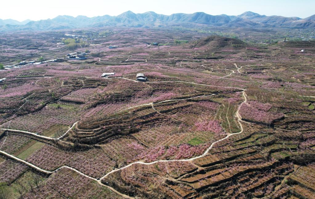 河北順平：桃花盛開果農(nóng)忙