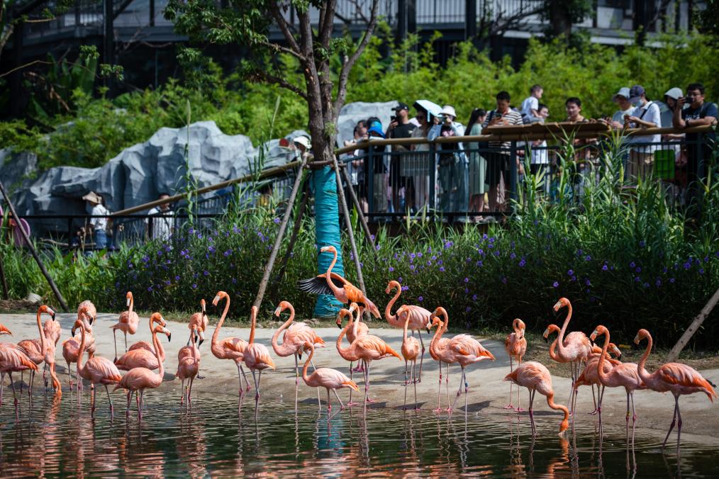 湖北武漢：看看動(dòng)物們的新家園